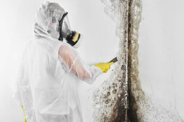 Best Mold Removal Company Near Me  in Midway North, TX