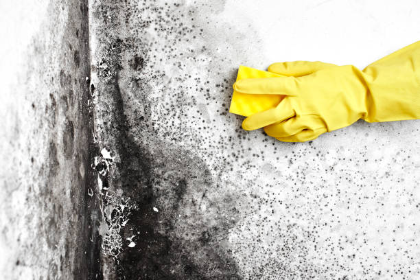 Best Local Mold Removal Service  in Midway North, TX