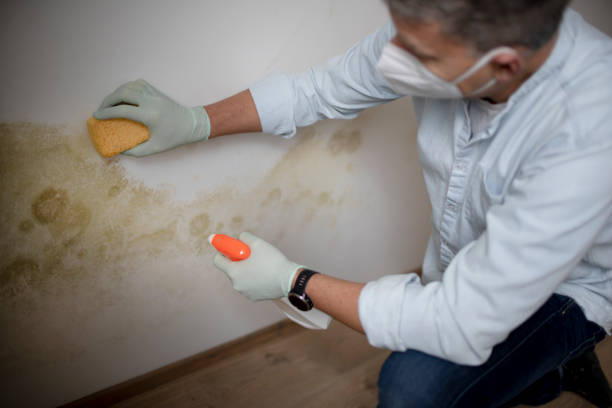 Best Mold Remediation Experts  in Midway North, TX