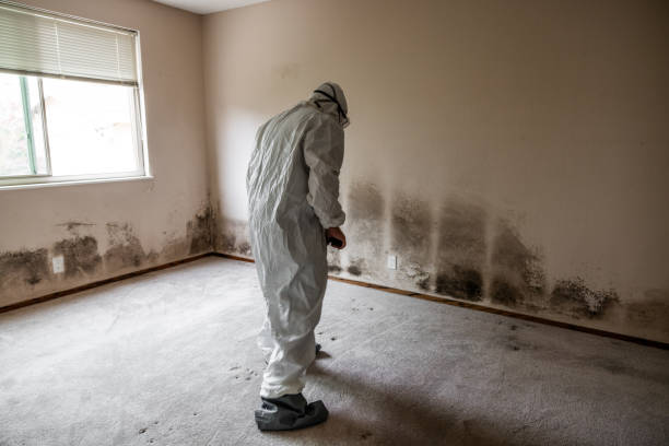 Best Toxic Mold Removal  in Midway North, TX