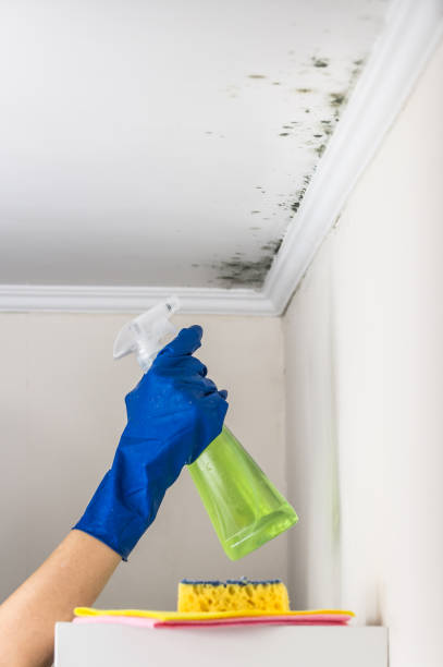 Professional Mold Removal in Midway North, TX
