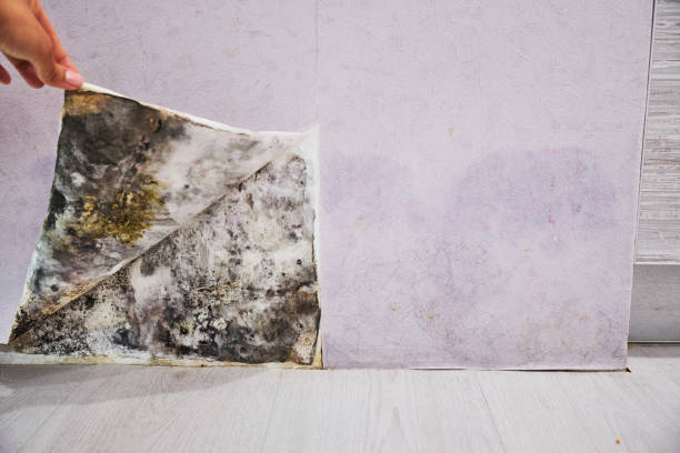 Best Certified Mold Removal  in Midway North, TX